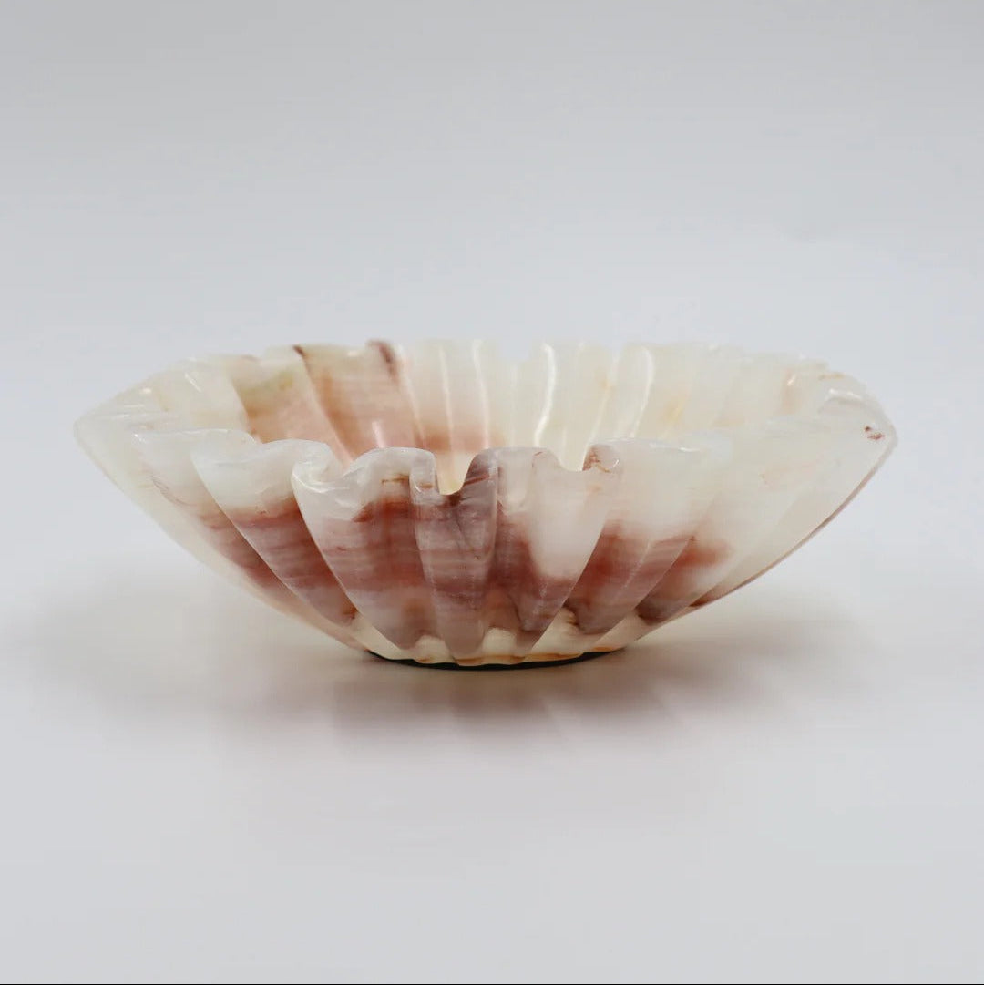 Shell on a white background