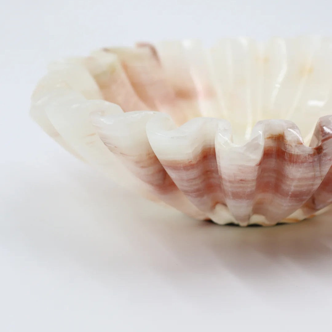 Close-up of a shell on a white background