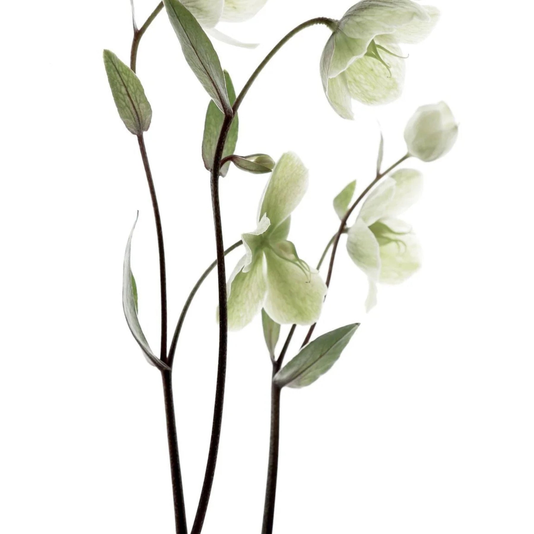 Artificial green orchid plant on a white background