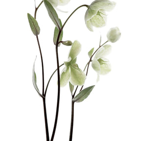 Artificial green orchid plant on a white background