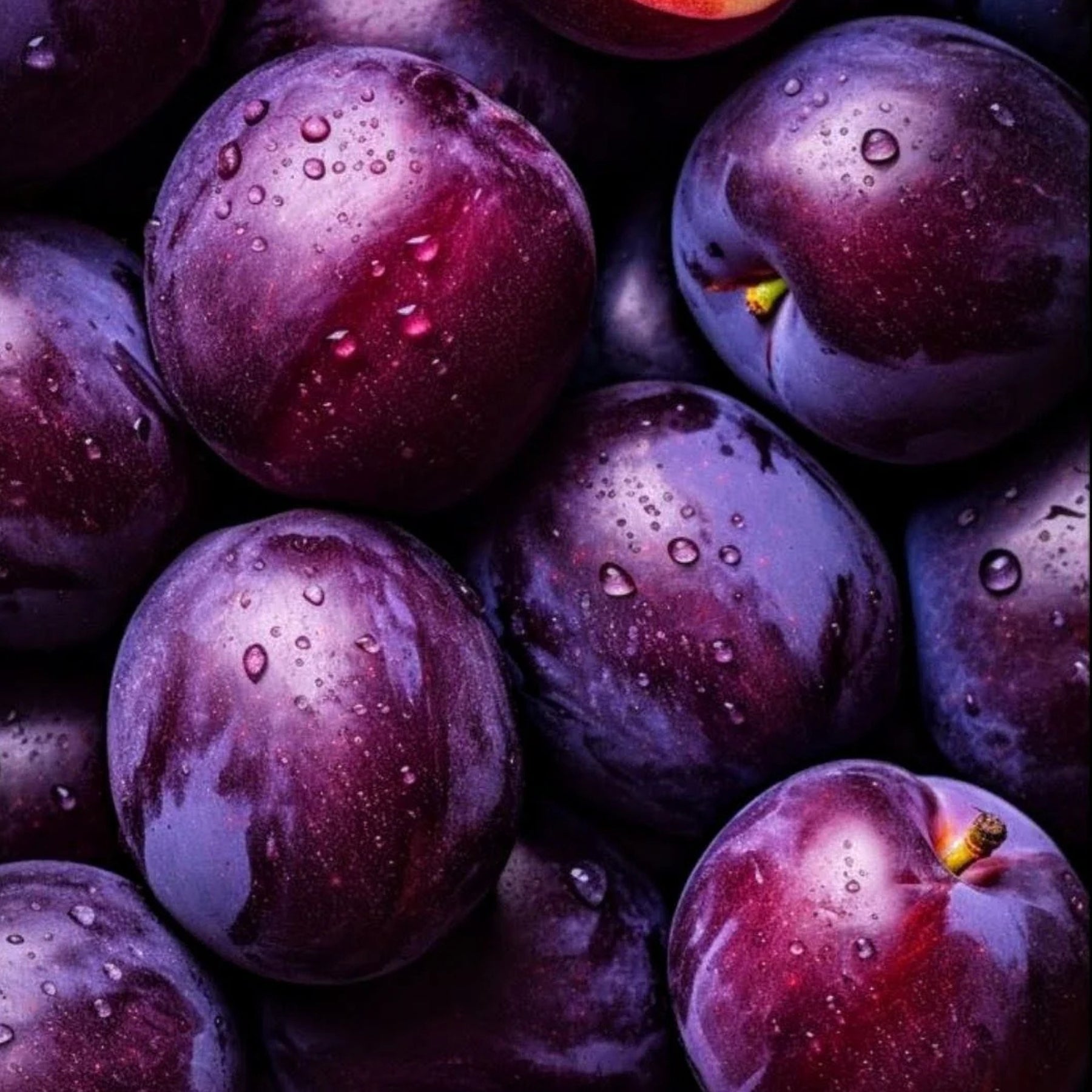 Close-up of purple plums with water droplets