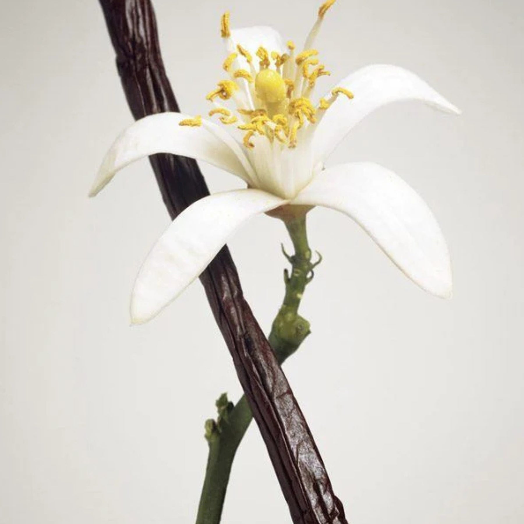 Vanilla flower and pod on a white background