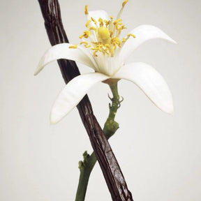 Vanilla flower and pod on a white background