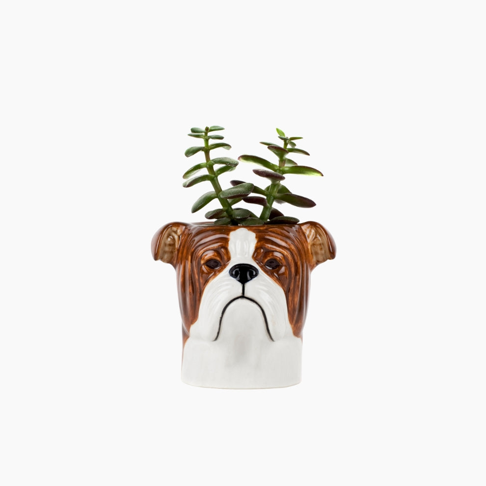 Ceramic planter shaped like a bulldog's head with a plant 